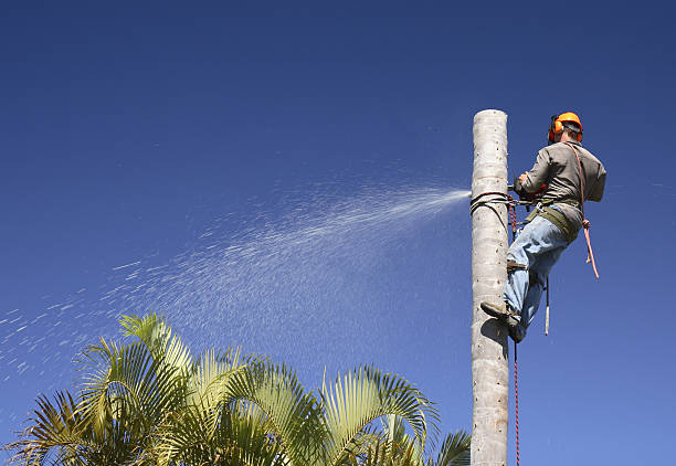 How Our Tree Care Process Works  in  Granite Falls, WA